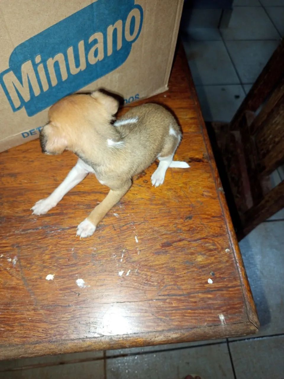 Vende-se pinscher  - Foto 3