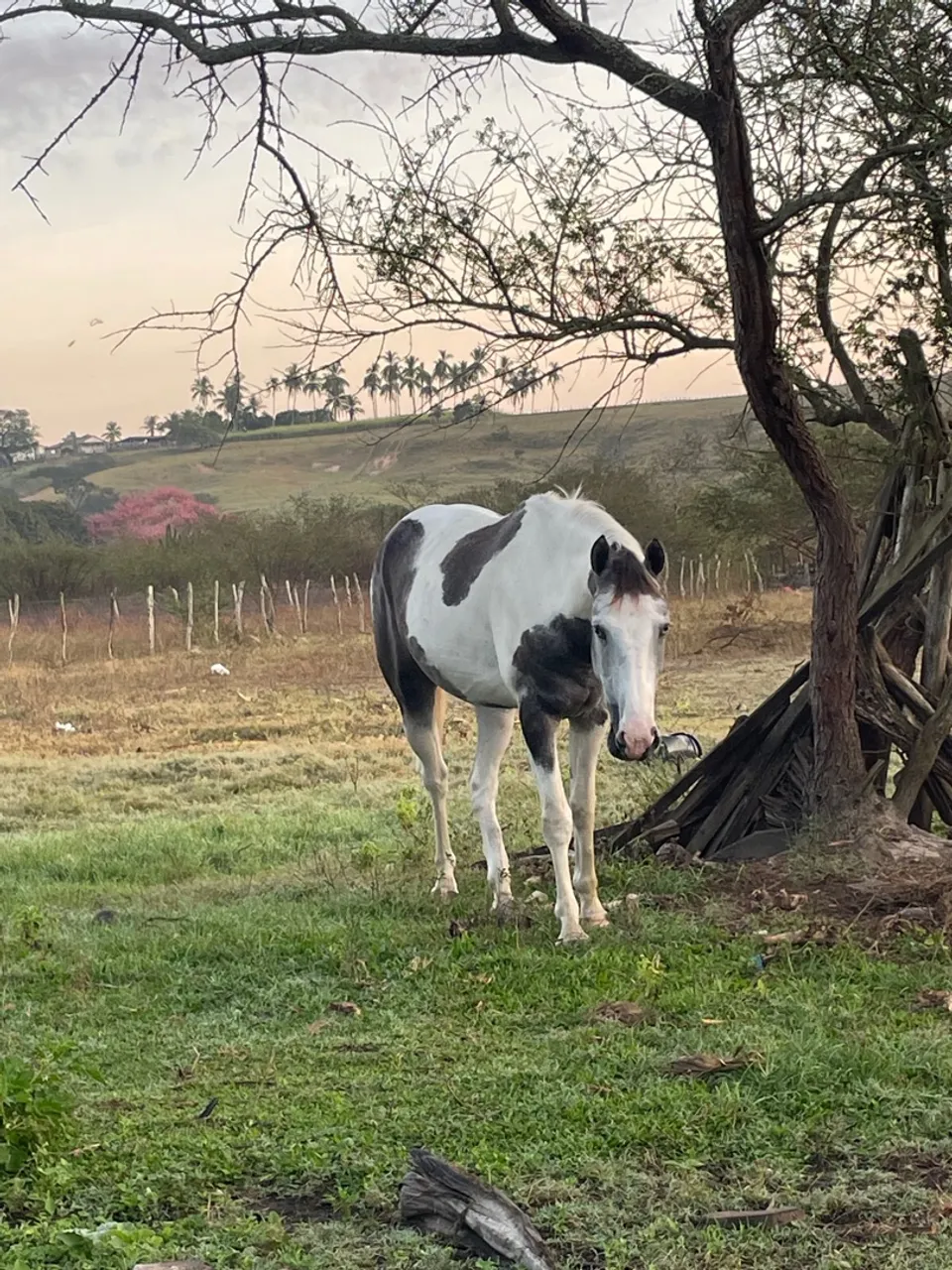 Égua Pet house e uma linda potra