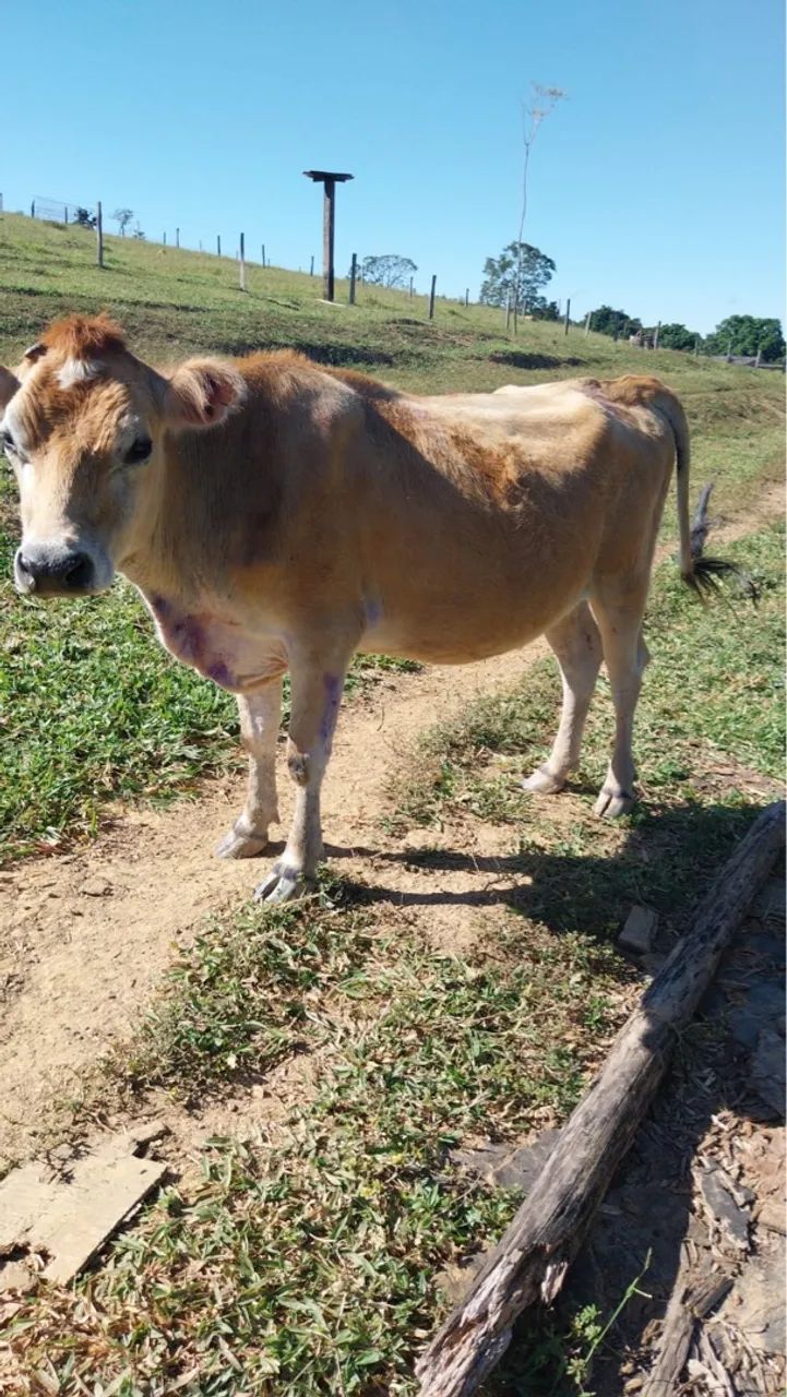 4 vacas sendo 1 com um bezerro - Foto 3