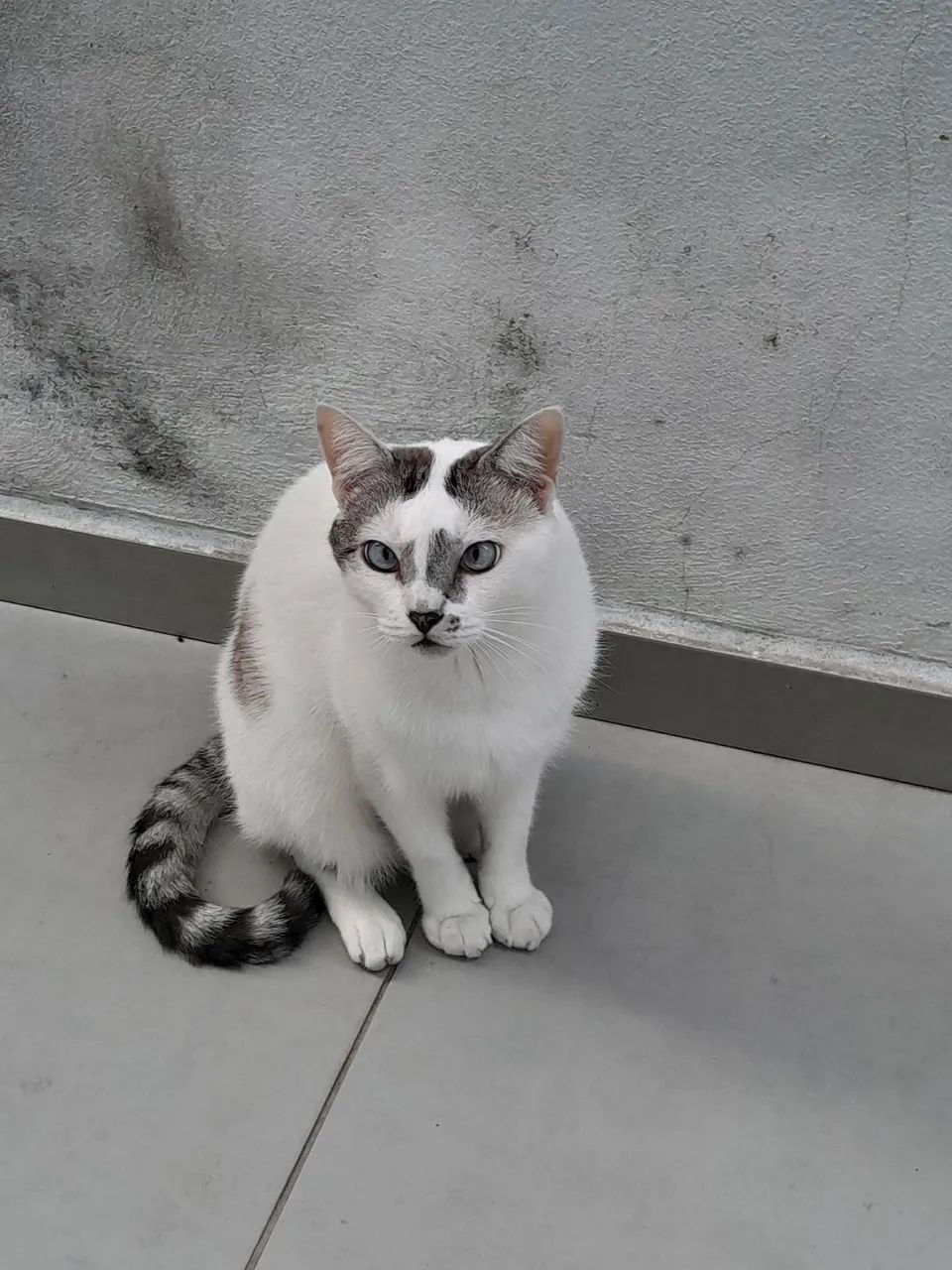 Doação Gato Macho Castrado