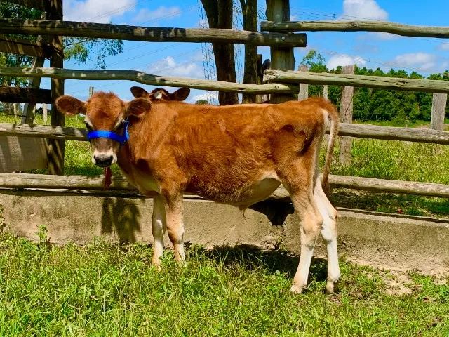 Bezerro Touro Jersey P.O  - Para Reprodução manso de Cabresto - Foto 3