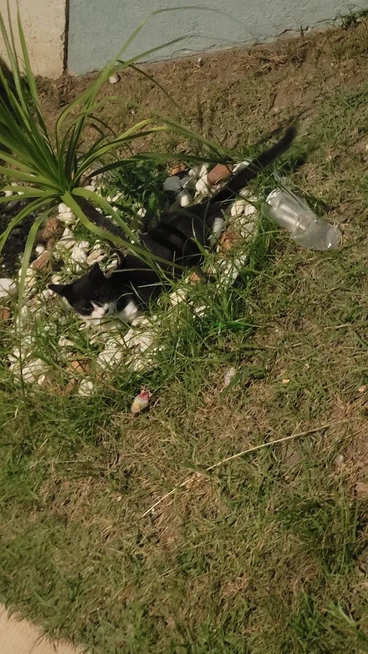 Gatinha para adoção - Foto 6