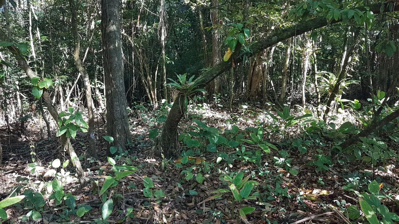 Terreno para formar Chácara  - Foto 3