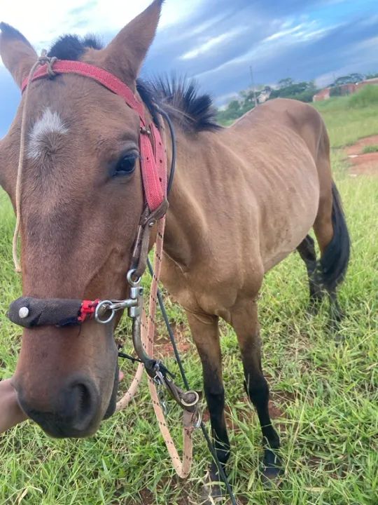 Egua piquira nova - Foto 2