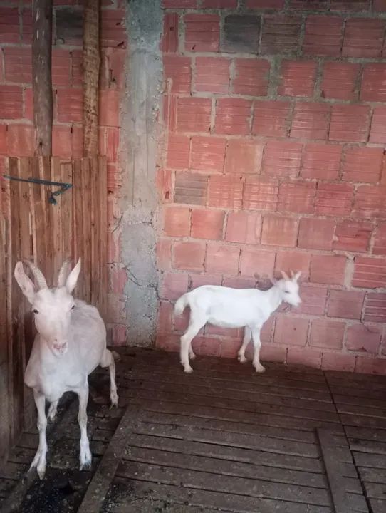 Cabras - Foto 2