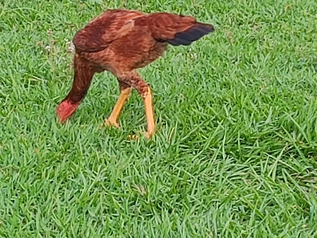 Vendo