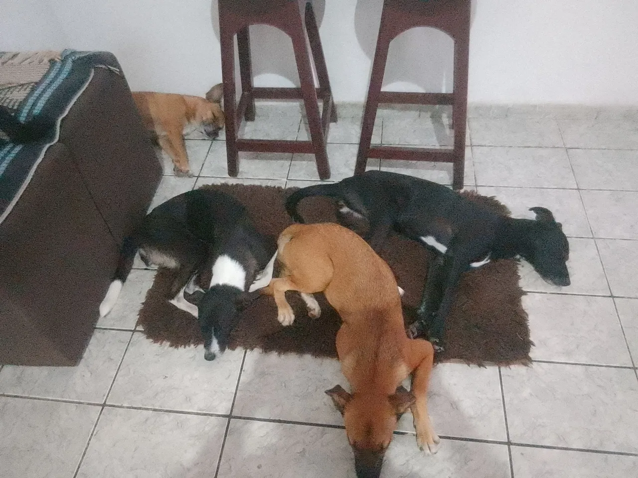 Cães para adoção