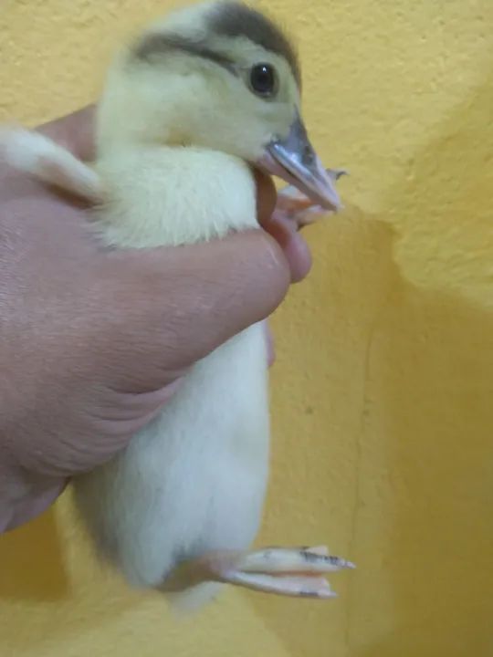 Marreco Howem  indiano lindo