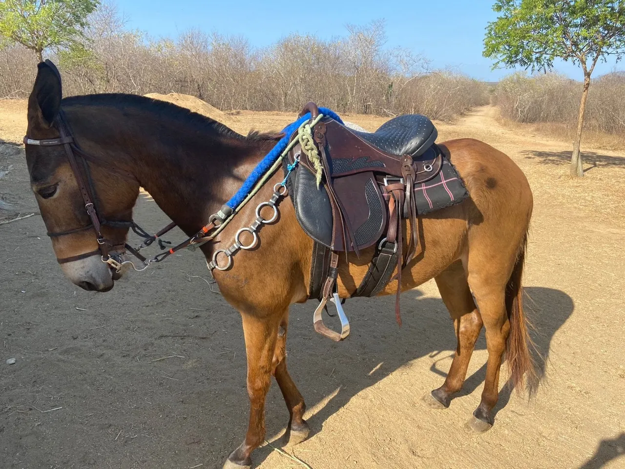 Burro Marchador Manso Para Passeio