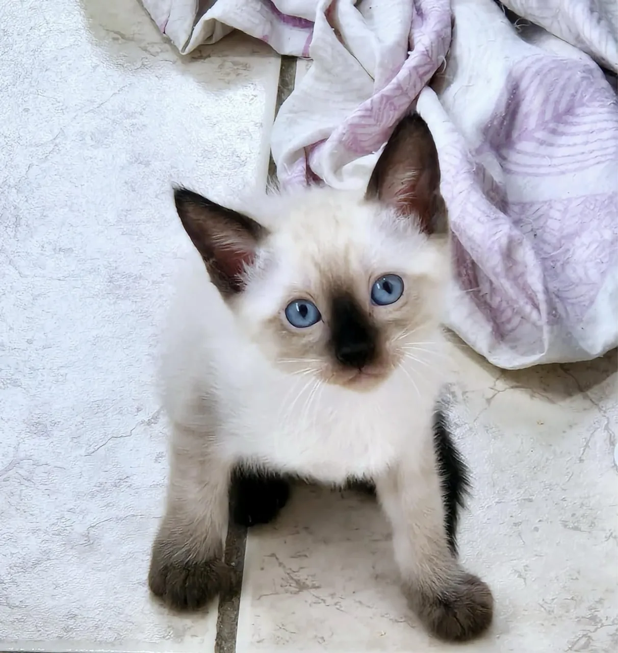 Gatinho Siamês Filhote