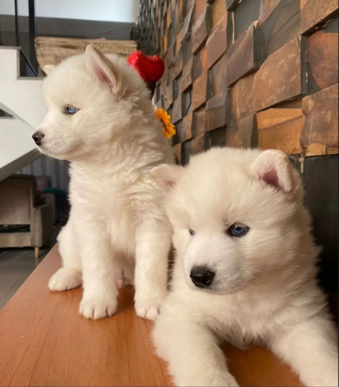 husky Siberiano filhote - Foto 2