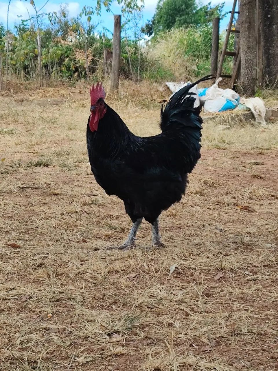 Gigante Negro de Jersey  - Foto 2
