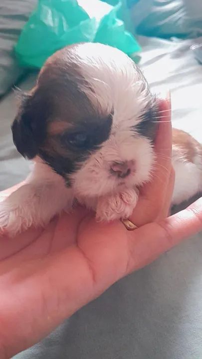  Vende-se Filhote Shih Tzu.