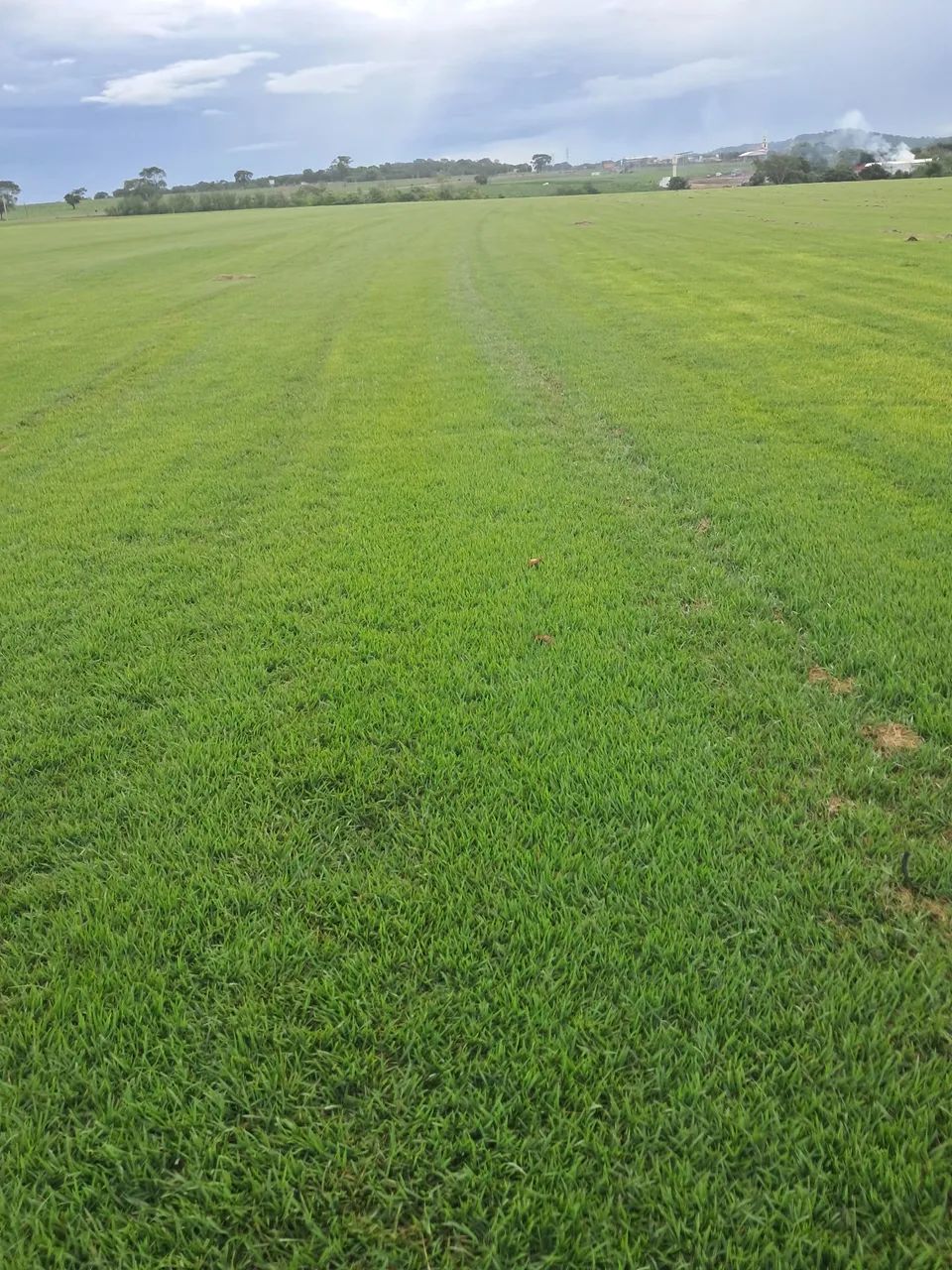 Gramas Esmeralda imperial - Foto 2