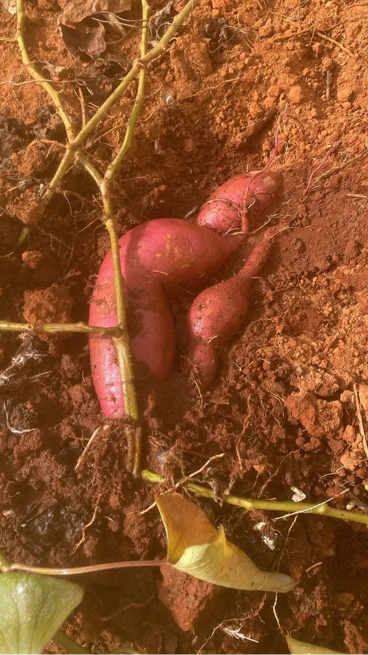 Lotão Mini chácara - Foto 3