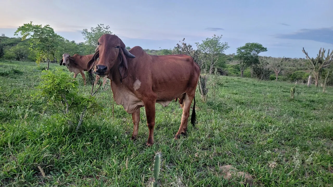 Vaca Gir PO