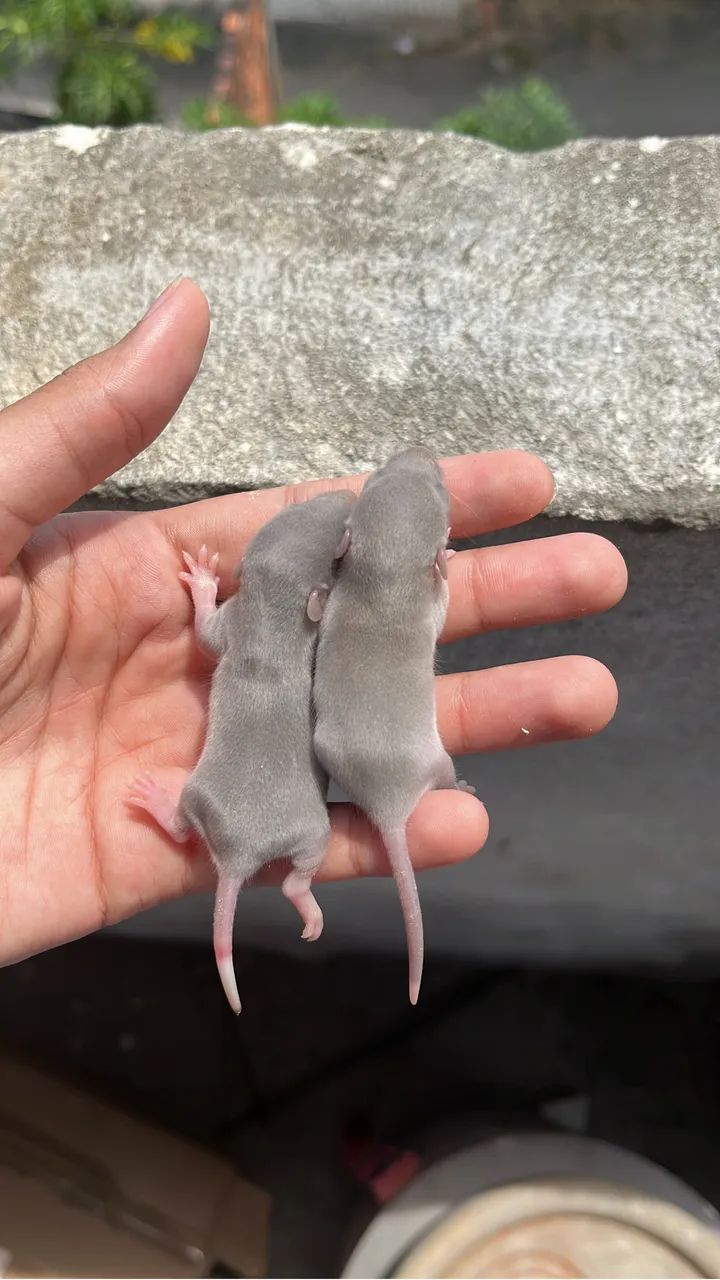 ratos twister laboratório