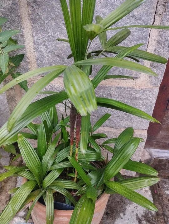 Vendo plantas de diversos tipos *Entrego só em Teresópolis  - Foto 3