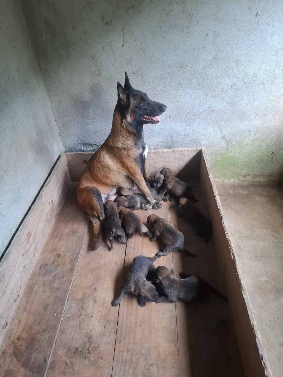 Filhotes de Pastor Belga Malinois