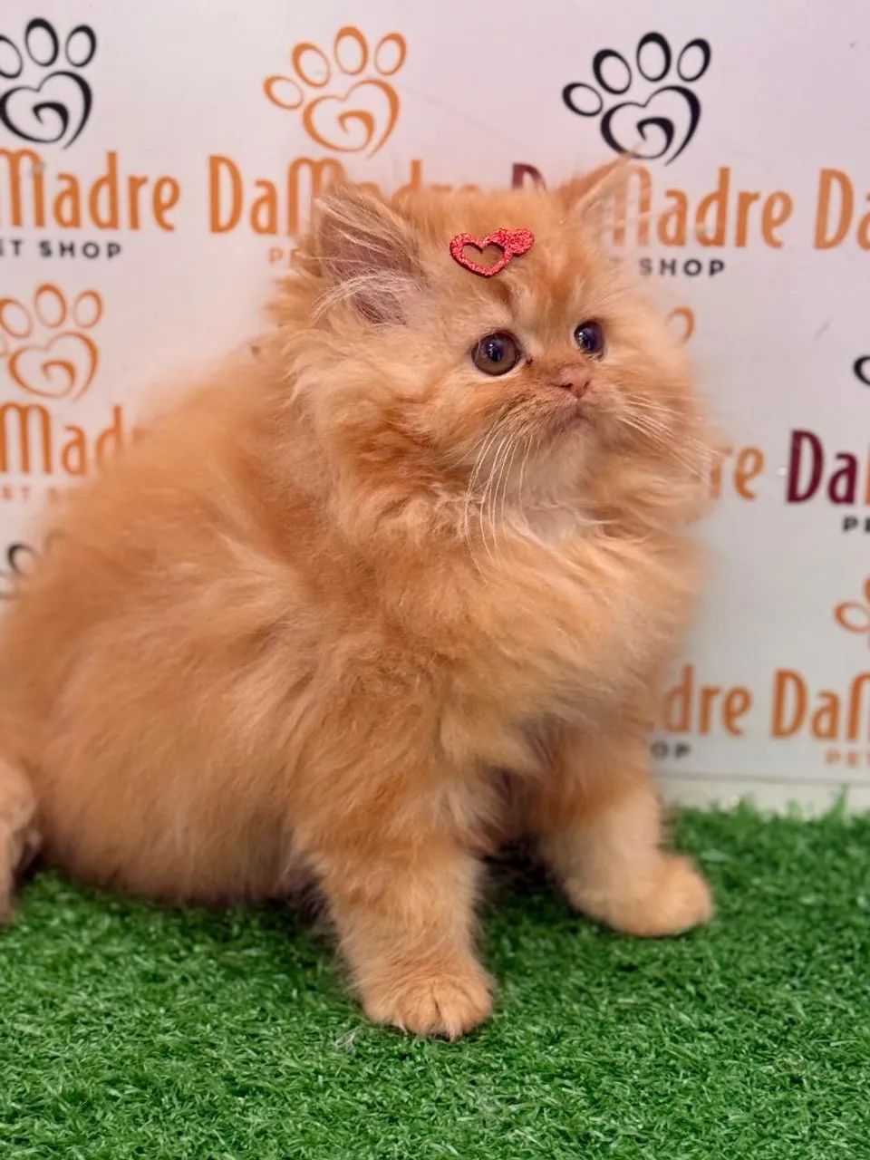 Filhote de gato persa exótico - Foto 3