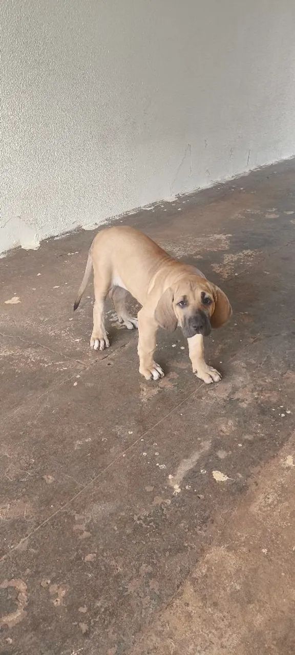 Vendo uma Filhote de Fila Brasileiro!!! - Foto 3
