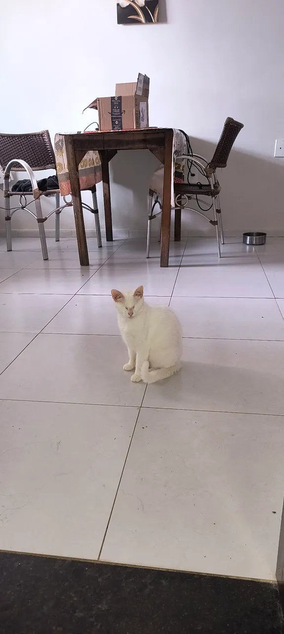Gata branca disponível para adoção, vermifugada e vai ser castrada agora
