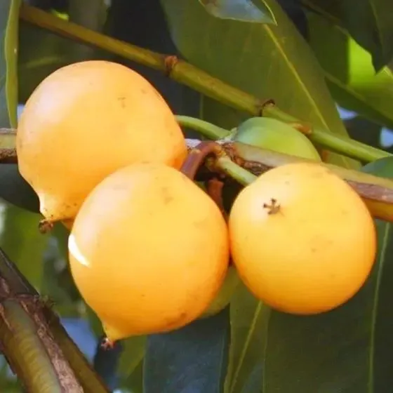 Mudas de Mangostão Amarelo - Florisvá