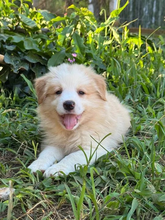 Filhote de Border Collie