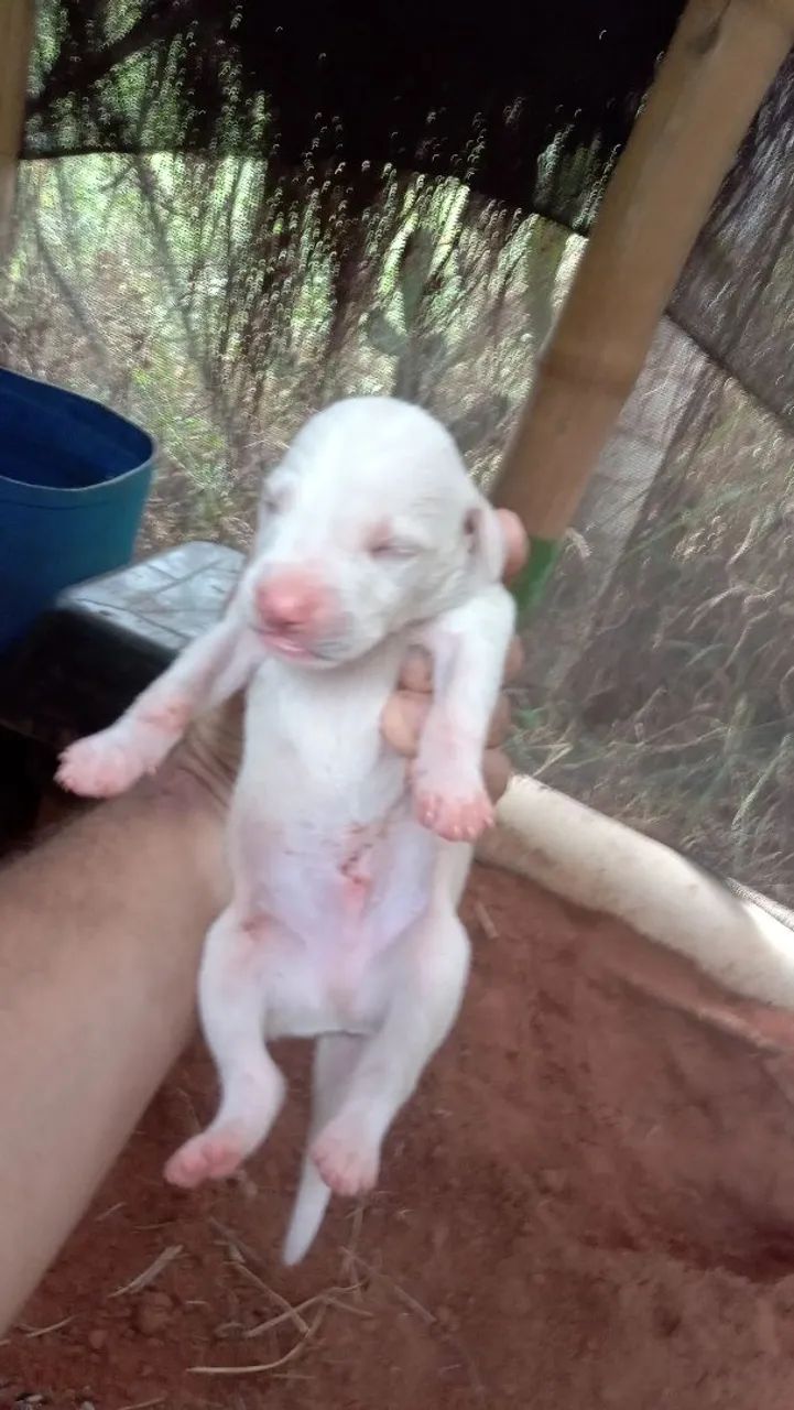 Filhotes de cães raça indefinida - Foto 3