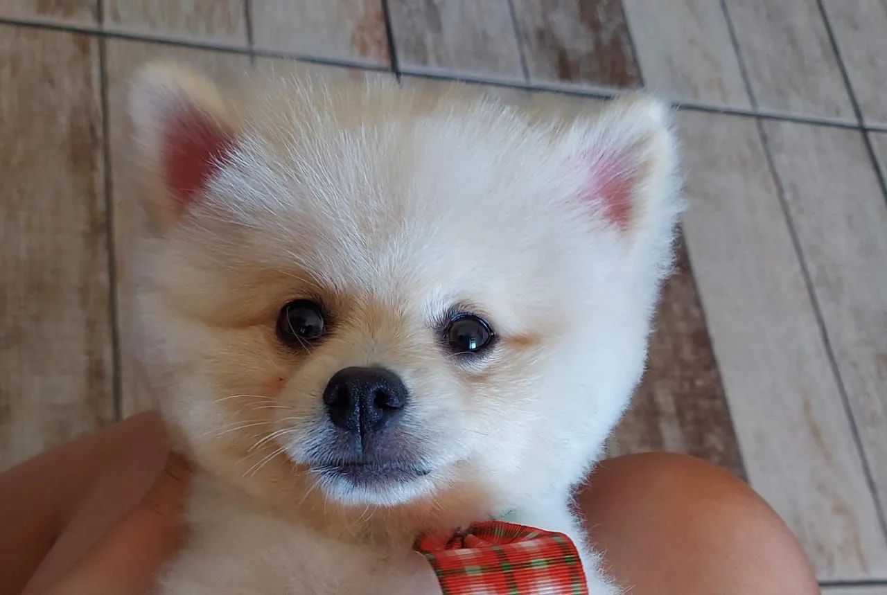 Procuro namorada  - Foto 2