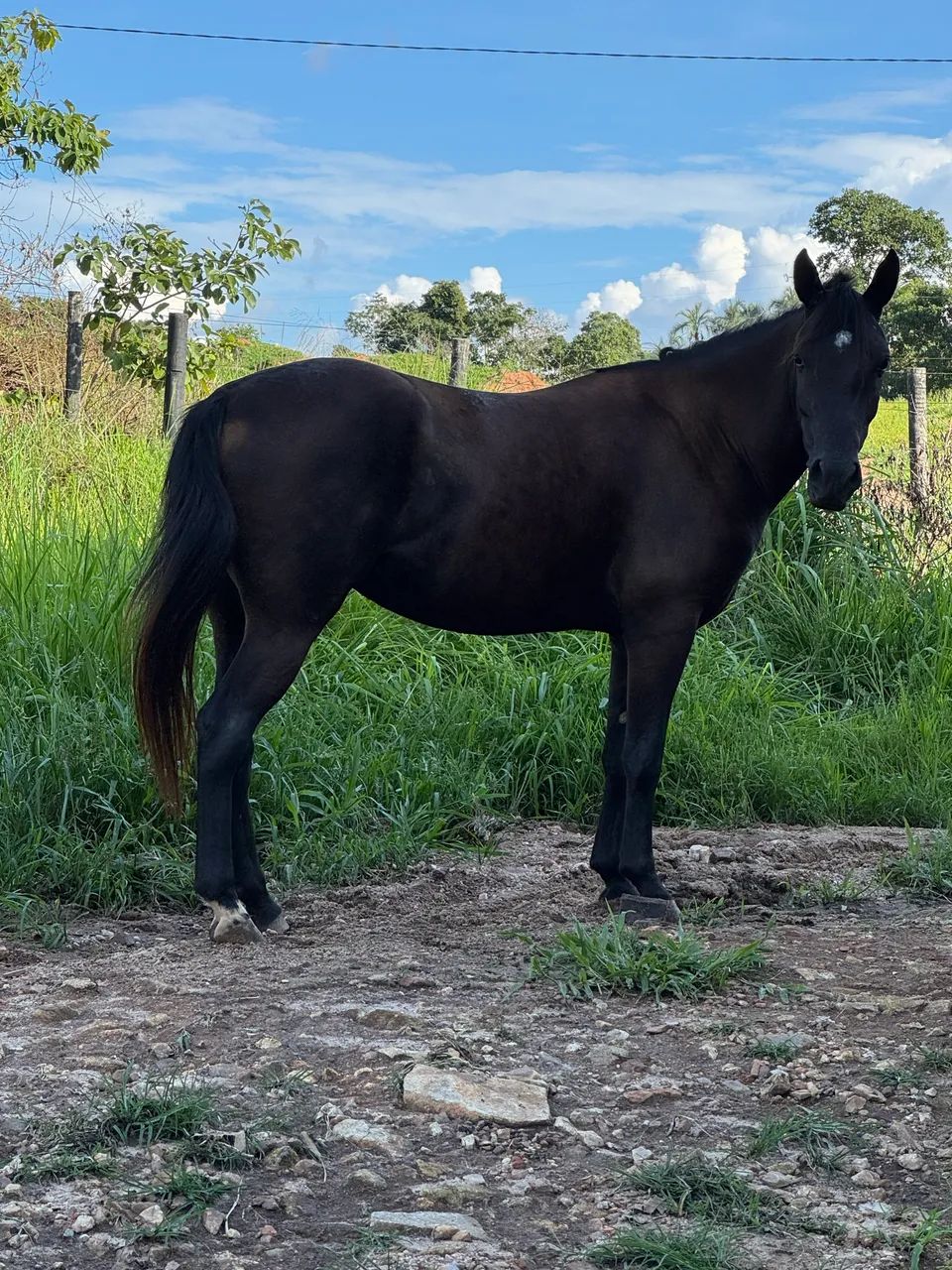 Egua 1/2 Quarto de Milha