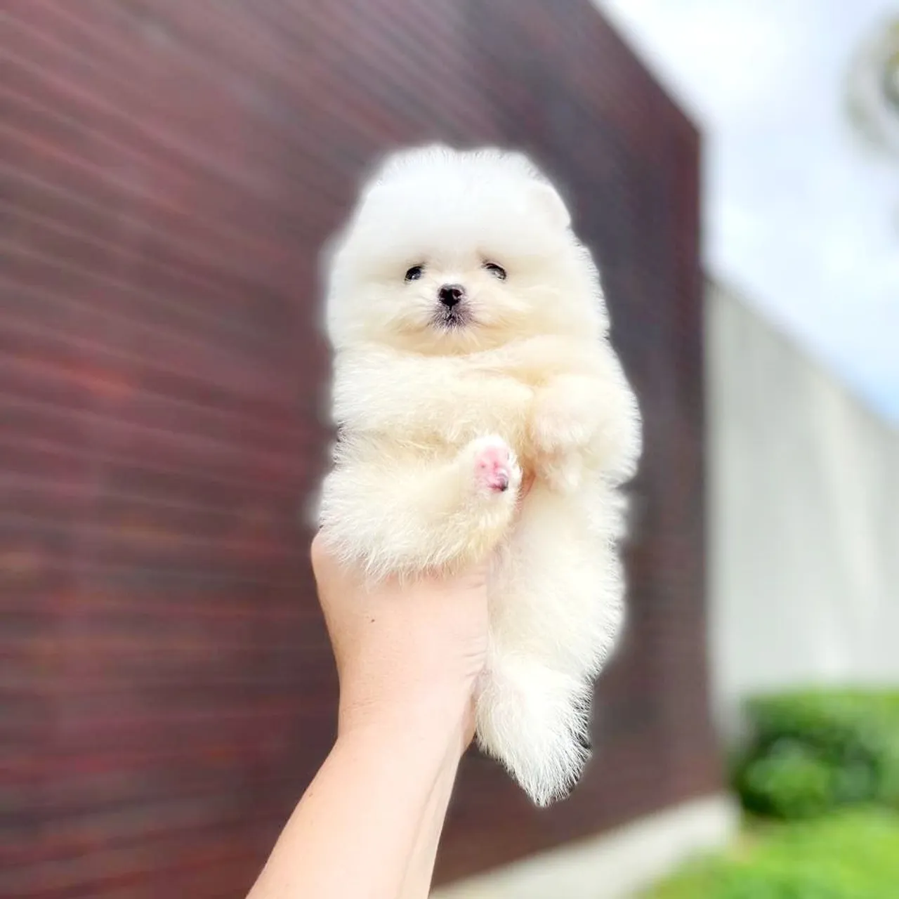 Os Ursinhos Branquinhos Minúsculos Chegaram Lulu da Pomerânia