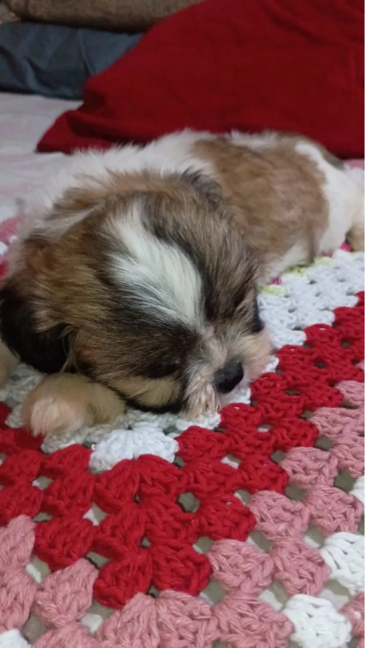 Filhote Shih-Tzu à venda