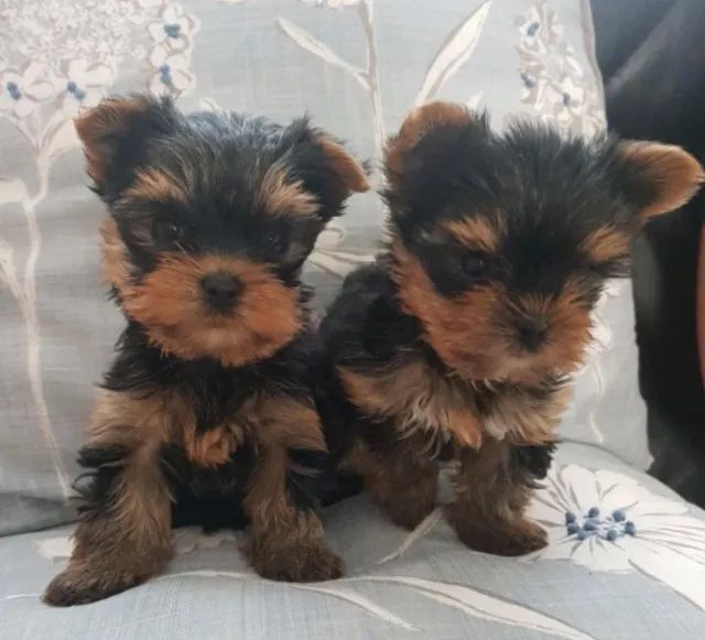 Yorkshire Terrier Os Preferidos. 