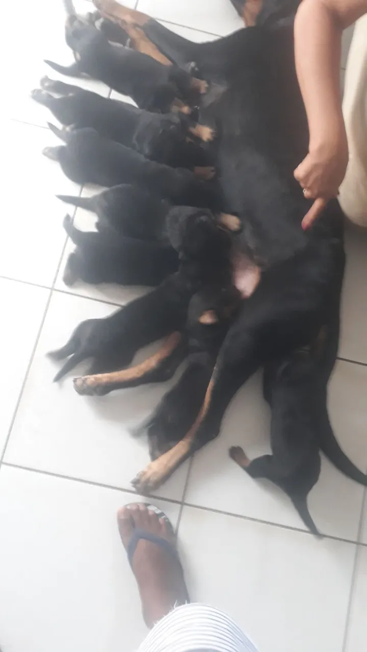Filhotes de Rottweiler