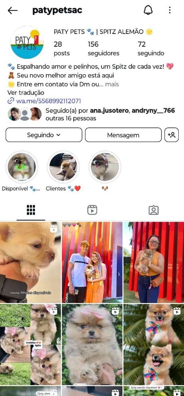 Filhotes de Spitz Alemão