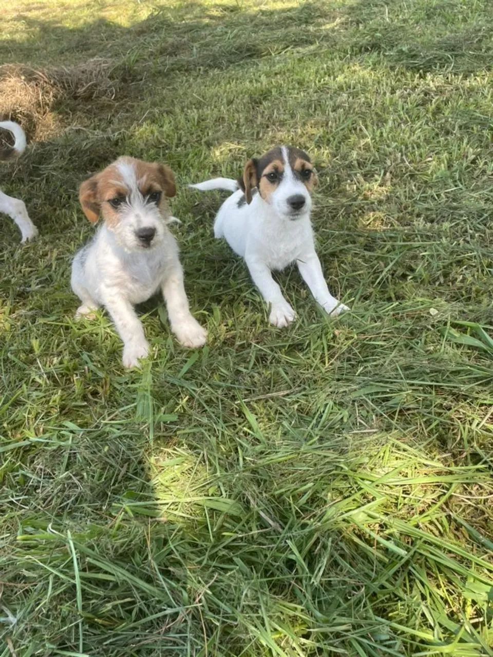AQUI O SEU JACK RUSSEL TEM QUALIDADE VETERINÁRIA DE CRIAÇÃO.CÃES LINDOS.
