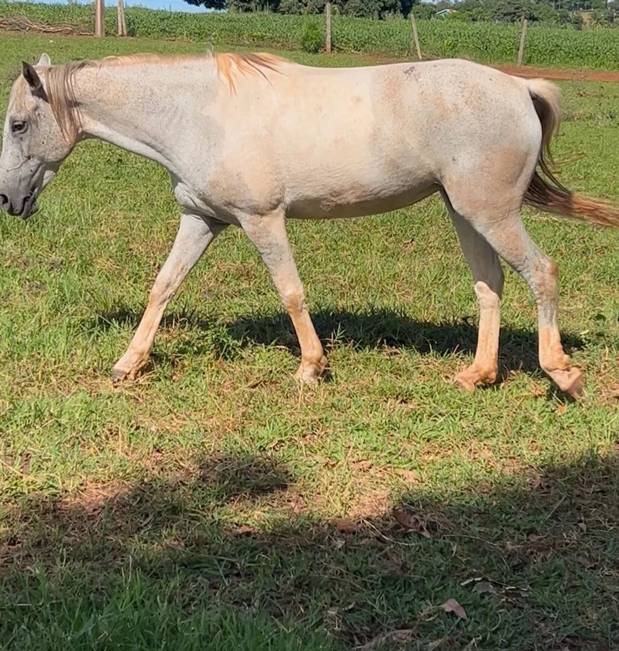 Égua QM Tordilha Malhada à venda - Foto 3