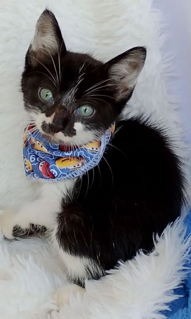 Gato mescladinho com 2 meses