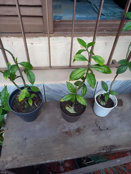 Planta Ora Pro nobis a Venda  - Foto 2