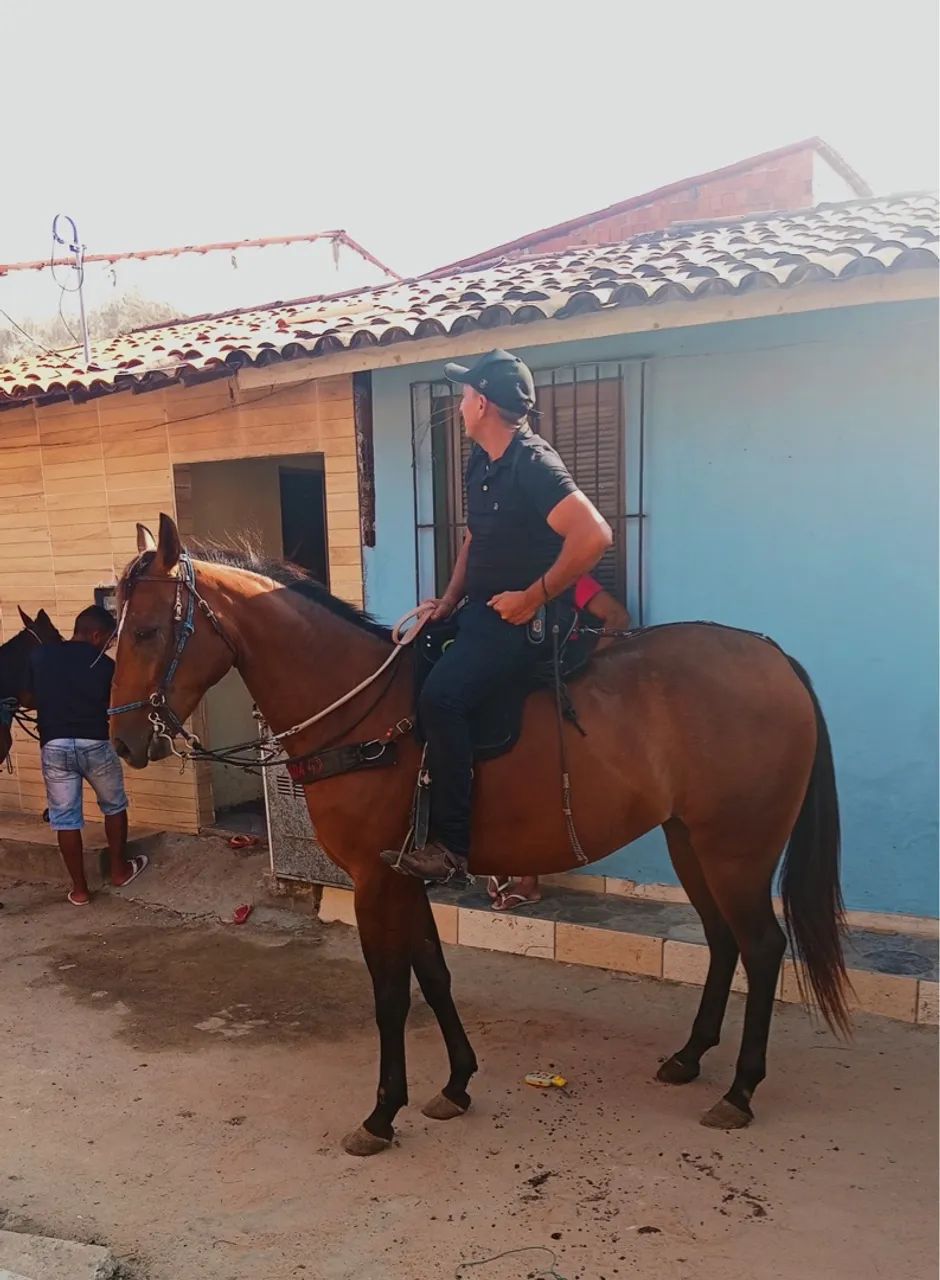 Polda Campolina  - Foto 4