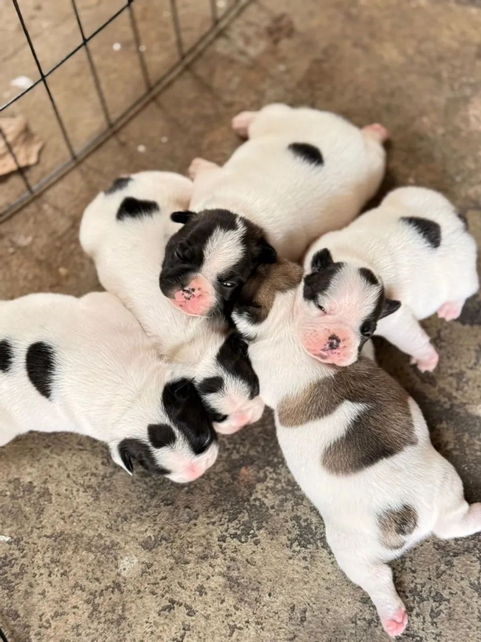 Filhotes de Bulldog Francês e Spitz Alemão - Foto 3