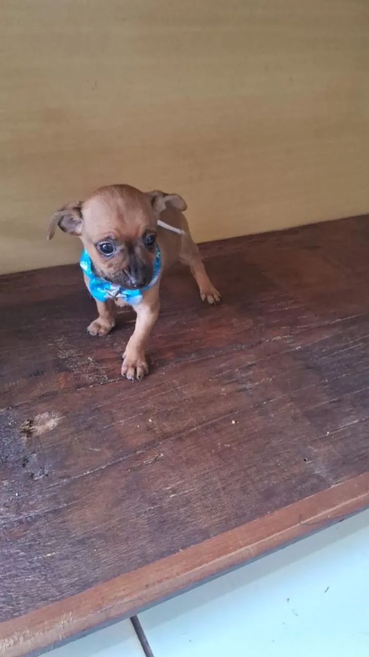 Filhote de Pinscher - Foto 4