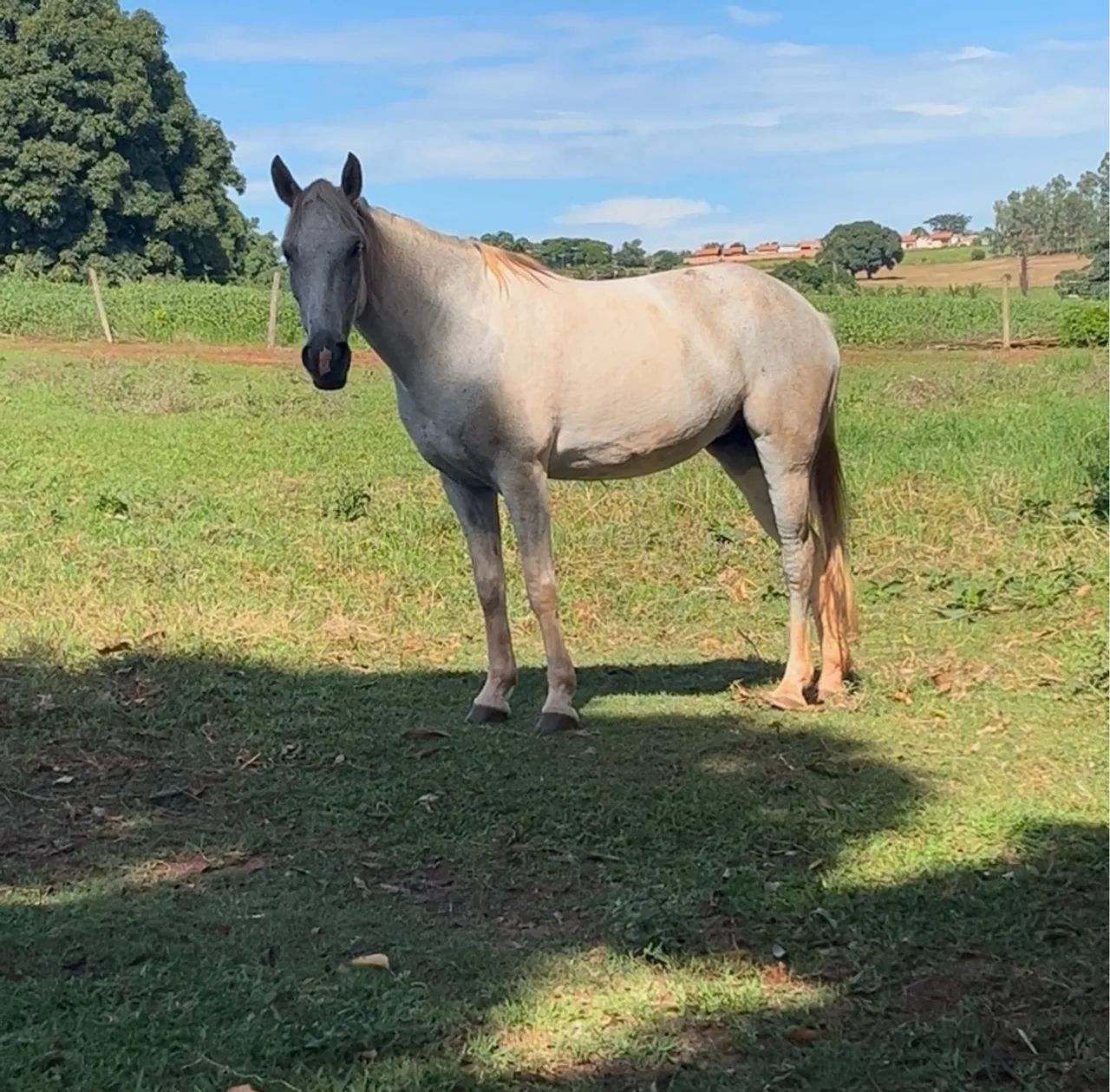 Égua QM Tordilha Malhada à venda - Foto 2