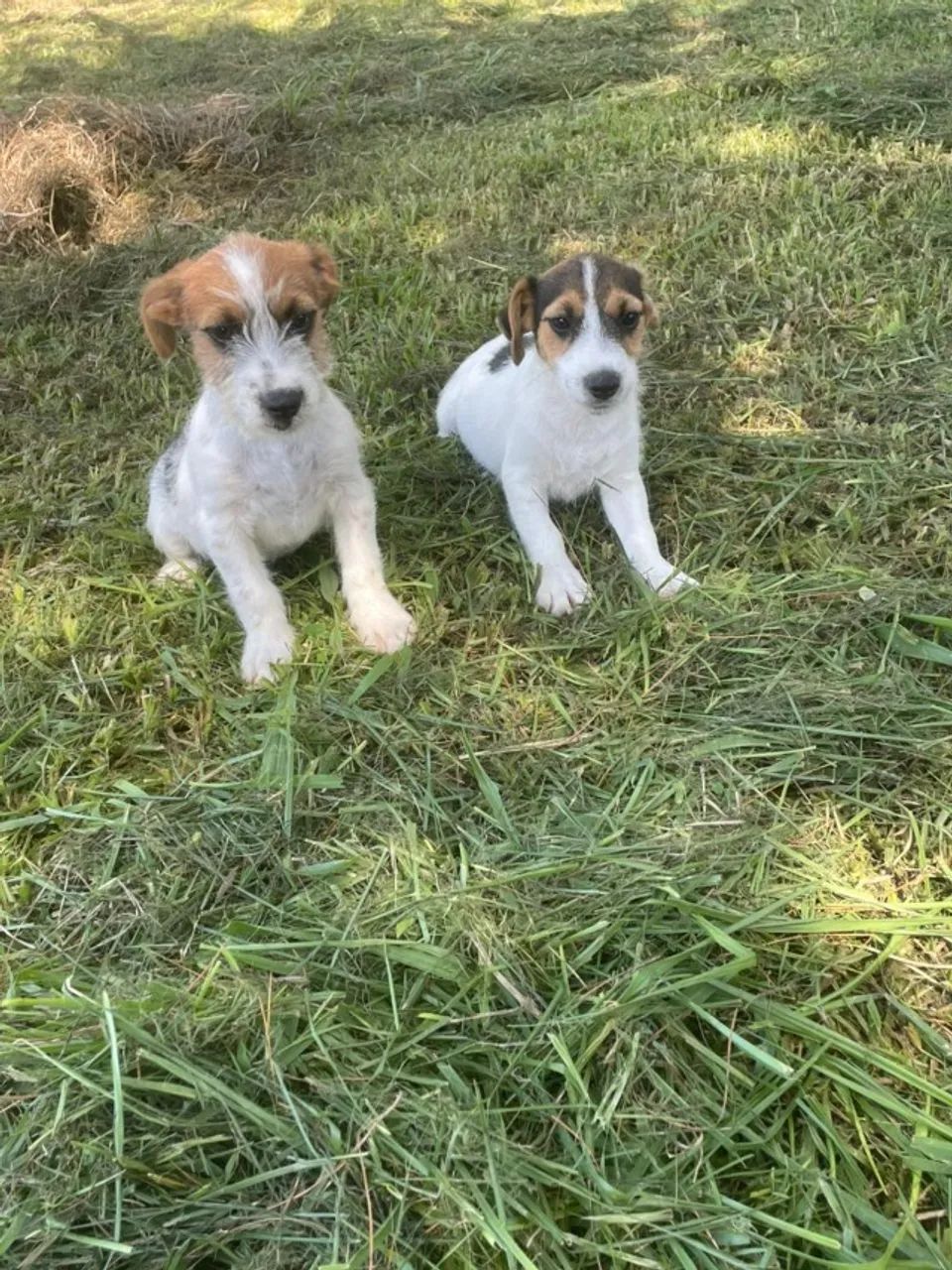 AQUI O SEU JACK RUSSEL TEM QUALIDADE VETERINÁRIA DE CRIAÇÃO.CÃES LINDOS. - Foto 3