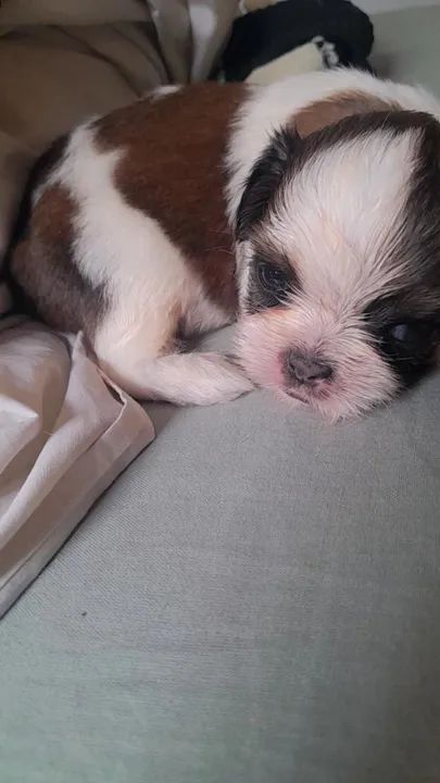  Vende-se Filhote Shih Tzu. - Foto 3