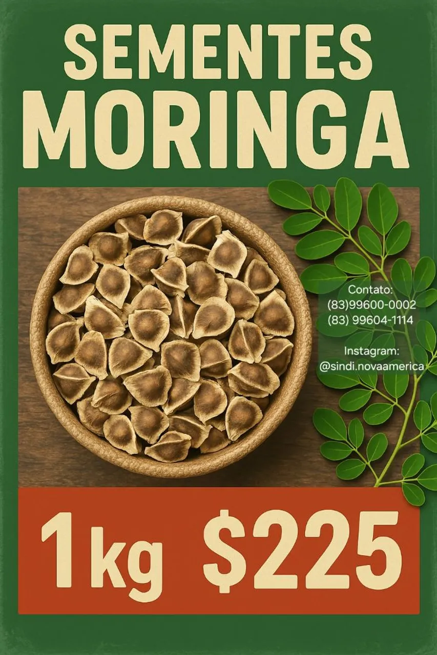 Sementes de Moringa - 1kg