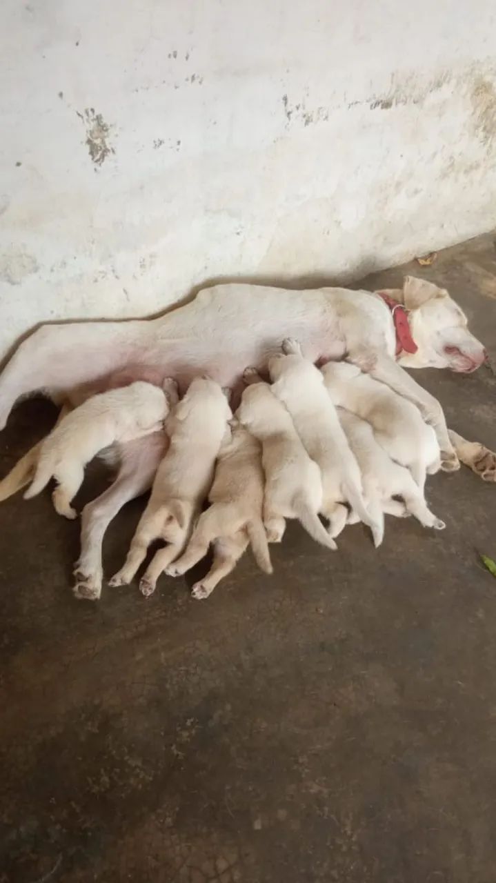 Filhotes de Labrador PURO