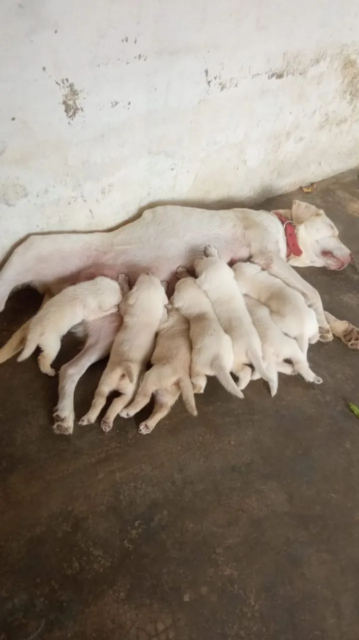 Filhotes de Labrador PURO