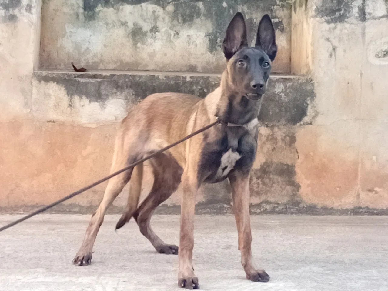 Malinois Fêmea 5 Meses com pedigree CBKC